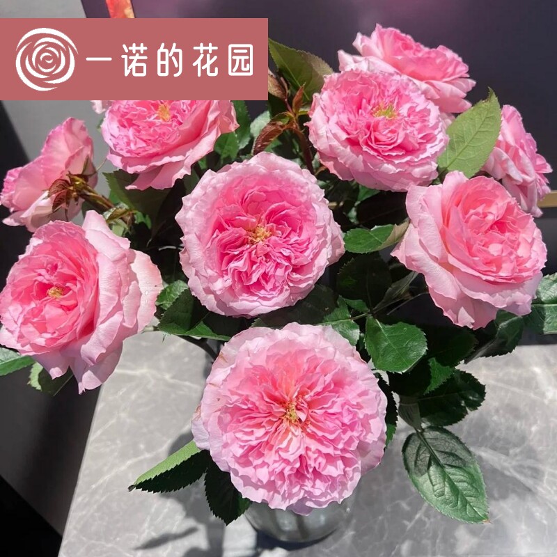 粉梅拉月季花苗开花特大花浓香粉玫瑰花四季盆栽花卉植物树苗绿植