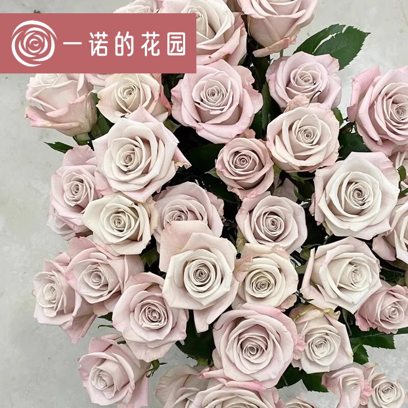 曼塔月季花苗开花玫瑰小苗四季盆栽花卉爬藤植物藤本蔷薇树苗绿植