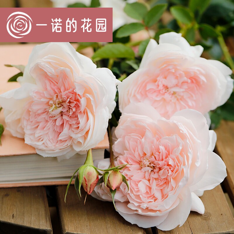 家书月季花苗大花浓香开花玫瑰小苗四季盆栽花卉爬藤植物树苗绿植