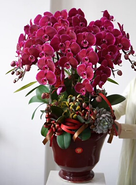 (牛记黑脸)年宵花蝴蝶兰1.7寸室内客厅盆栽花卉大花红色四季开花