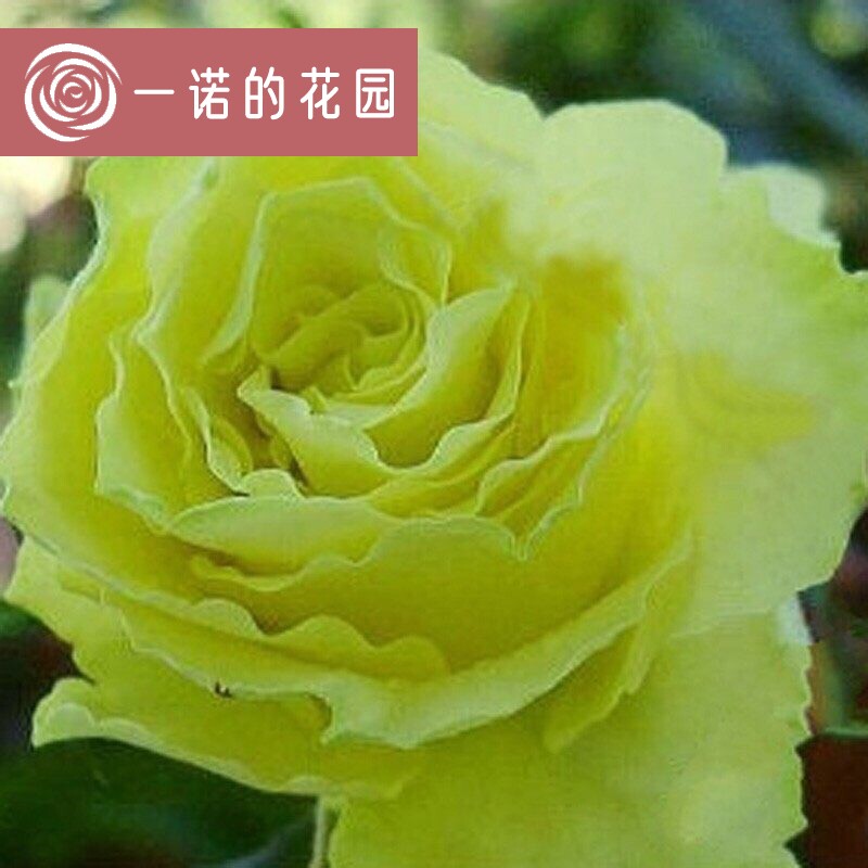 绿色行星月季花苗开花浅绿色玫瑰花室内阳台四季盆栽花卉植物绿植