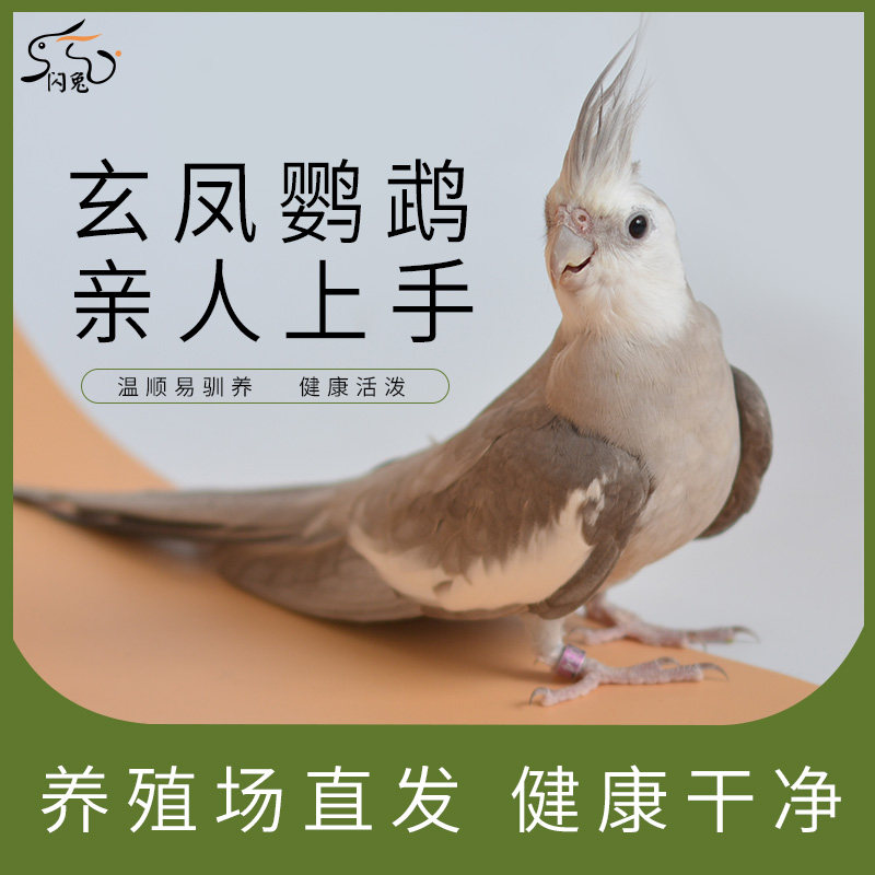 玄凤鹦鹉活鸟活物活体虎皮雏鸟半毛鸟粮鸟笼手养幼鸟亲人观赏宠物