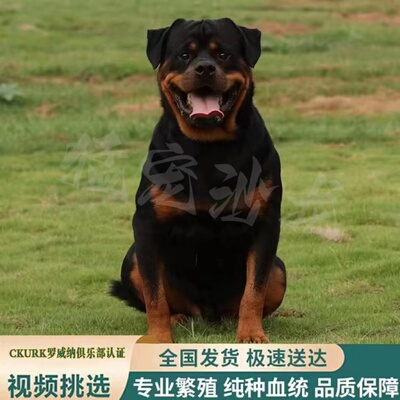 纯种犬舍幼犬大型罗威纳