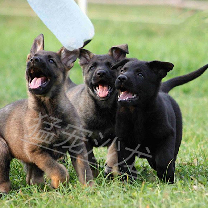 纯种东德牧羊犬幼犬活体纯黑色东德幼犬狼灰太极牧羊犬军犬护卫犬-封面