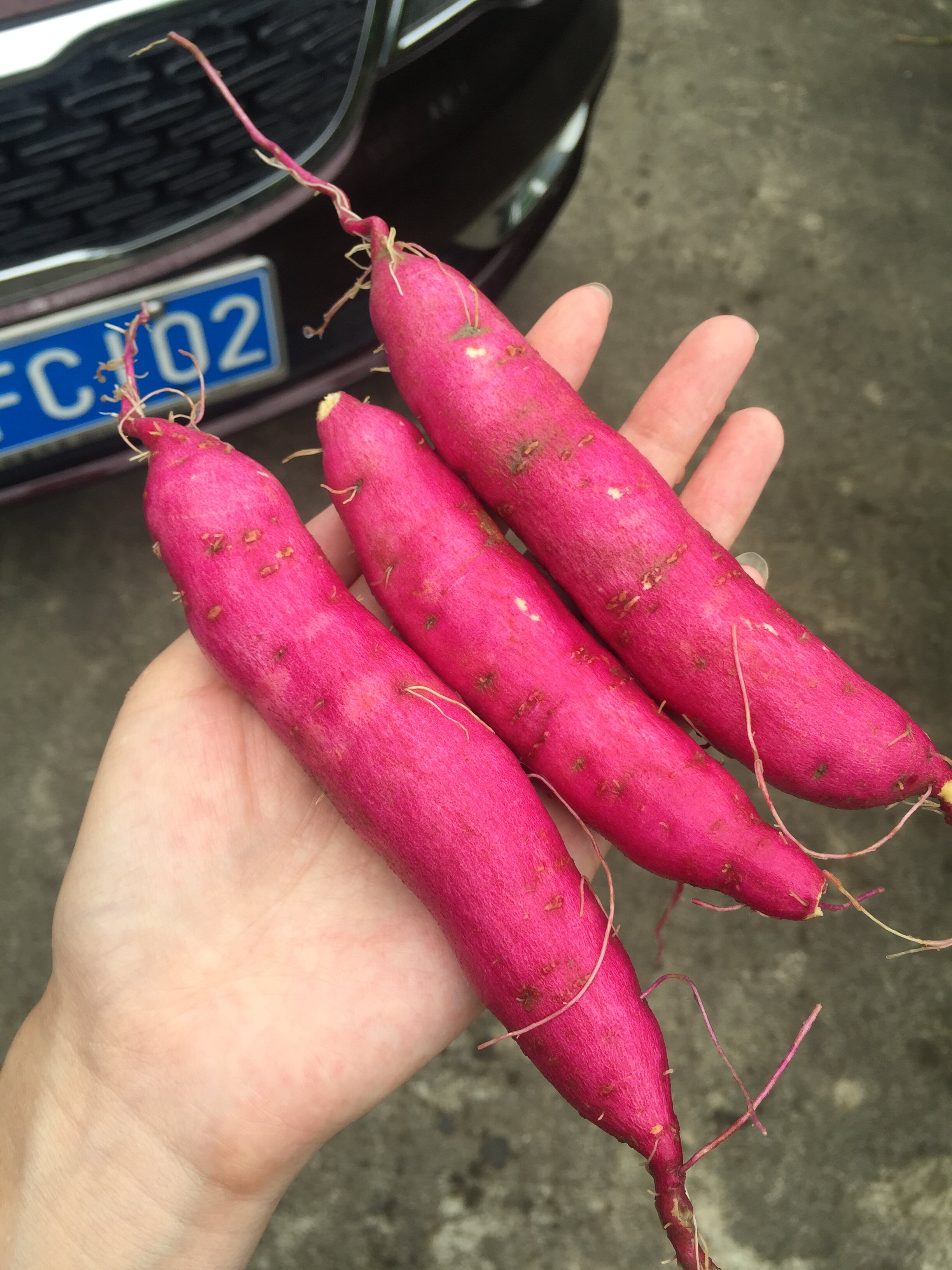 中号临安天目小香薯红薯黄心番薯地瓜山芋地瓜5斤装包邮礼盒孕妇|msdalam kategori makanan ringan/Nuts/Specialty, Manisan/jujube/Plum/buah-buahan kering, produk kentang - dari Buy2taobao.com untuk memberikan perkhidmatan ejen Taobao profesional membeli