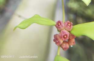休斯科尔球兰粉花 粉烧麦小苗（Hoya heuschkeliana ssp. pink）