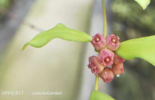 休斯科尔烧麦hoyassp.pink球兰