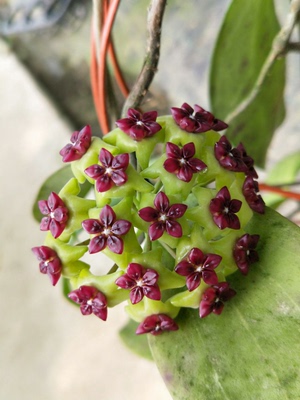 玉桂球兰原种（Hoya cinnamomifolia）