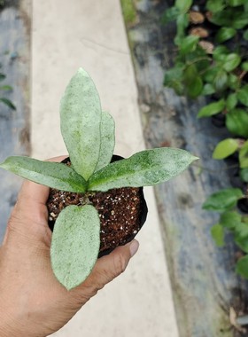 灰鬼球兰（Hoya carnosa grey ghost）
