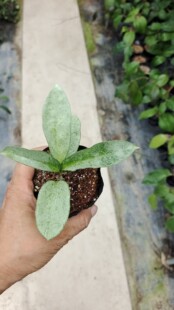 灰鬼球兰（Hoya carnosa grey ghost）