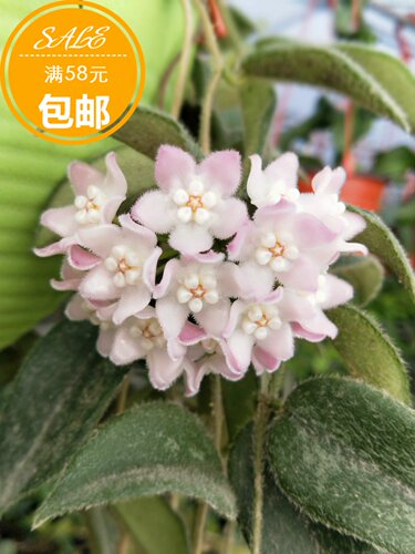 西藏亚种hoyasp.aff.球兰