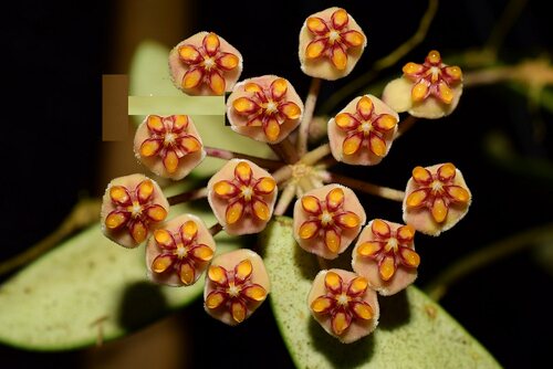 Hoya anncajanoae（sp.2）安氏球兰