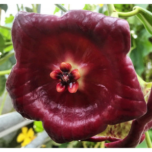 hoya gigas  吉格斯（未见花）巨大花品种