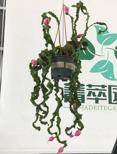 卷叶昙花迷你火龙果大苗运输易损