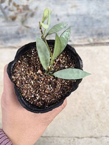 全银斑裂瓣球兰（Hoya lacunosa silver）
