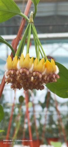 猴王球兰 Hoya praetorii 權木型球兰