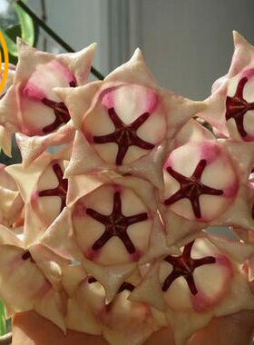 大花球兰白（白铃铛Hoya archboldiana white）