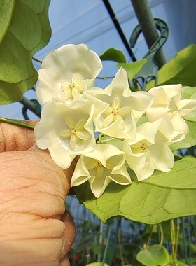 Hoya danumensis  丹侬球兰 达奴姆球兰