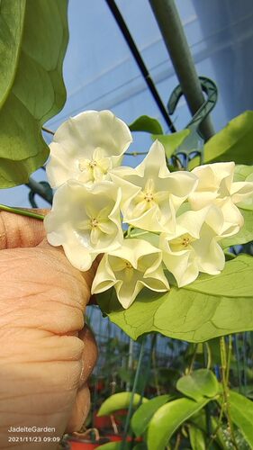 Hoya danumensis  丹侬球兰 达奴姆球兰