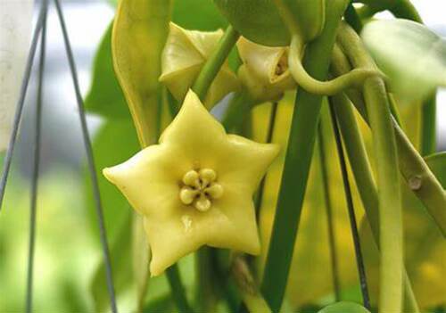 金星球兰（Hoya cv. gold star）