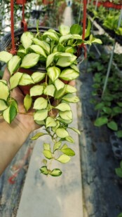 基地直销耐阴精品休斯科尔内锦新品Hoya heuschkeliana variegata