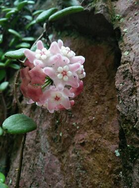 hoya lyi bend pink 弯叶粉花球兰耐寒耐热香味好垂吊花卉