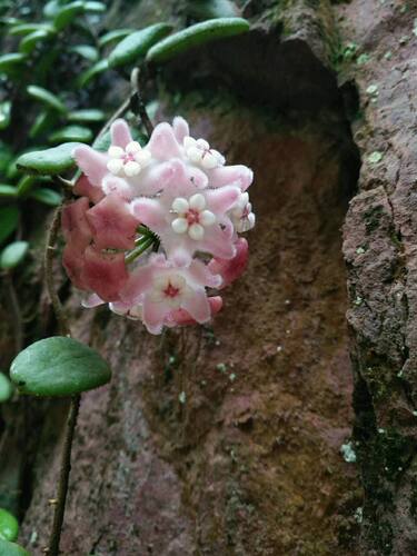 园艺基地耐寒耐热垂吊花卉