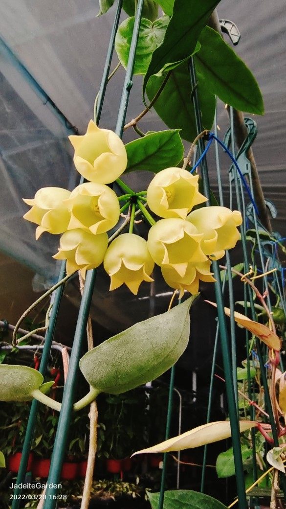 膨花球兰hoya inflata