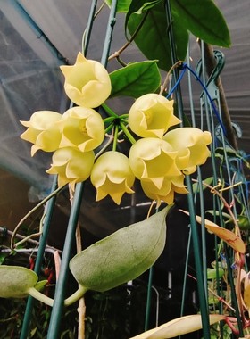 膨花球兰hoya inflata