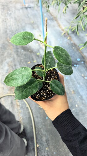 苏色拉球兰Hoya sussuela
