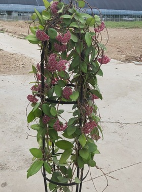 绿叶红花球兰（耐寒耐热5颗星）（Hoya carnosa ssp. red ）