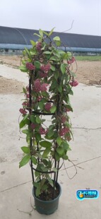 绿叶红花球兰（耐寒耐热5颗星）（Hoya carnosa ssp. red ）