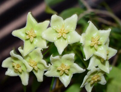 绿花球兰Hoya chlorantha