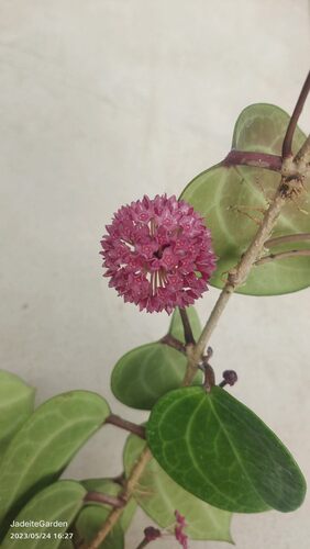 秘密球兰小苗Hoya Sp Sarawak