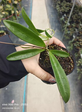 贵州香花hoya lyi