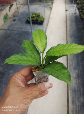 Hoya multiflora variegata  流星内锦球兰 直立型灌木球兰
