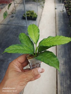 Hoya multiflora variegata  流星内锦球兰 直立型灌木球兰
