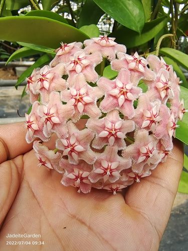 味道好球兰室内春秋球兰