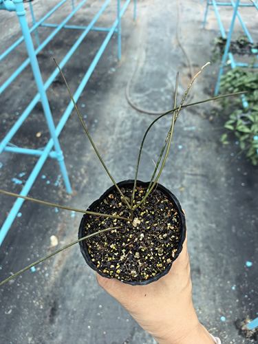 粉棒叶球兰