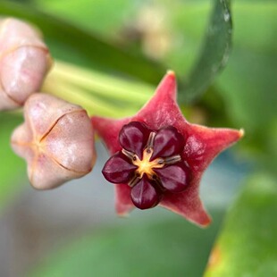 罗比深红球兰 Hoya lobbii