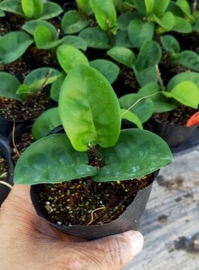 圆叶克林克小苗hoya krinkle round leave 克林克种子苗