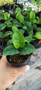 圆叶克林克小苗hoya krinkle round leave 克林克种子苗
