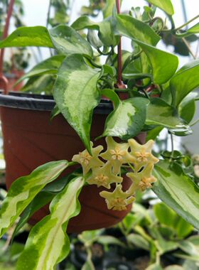 肯尼内锦（Hoya kenejiana variegata）