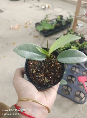 073种子苗Hoya carnosa china wilbur silver