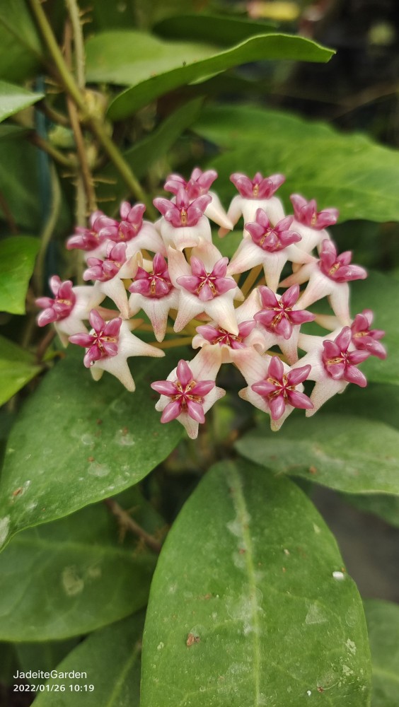 hoya patricia帕特丽夏球兰  帕特里夏（椭圆杂交达尔文）