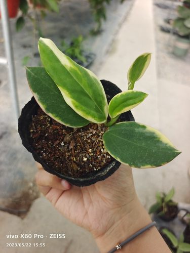 hoya para variegated 帕拉外锦