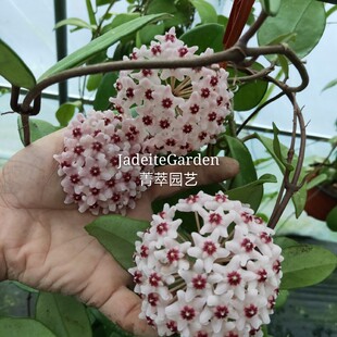 耐热耐寒易开花 绿叶紫心球兰（Hoya carnosa  purple corona）