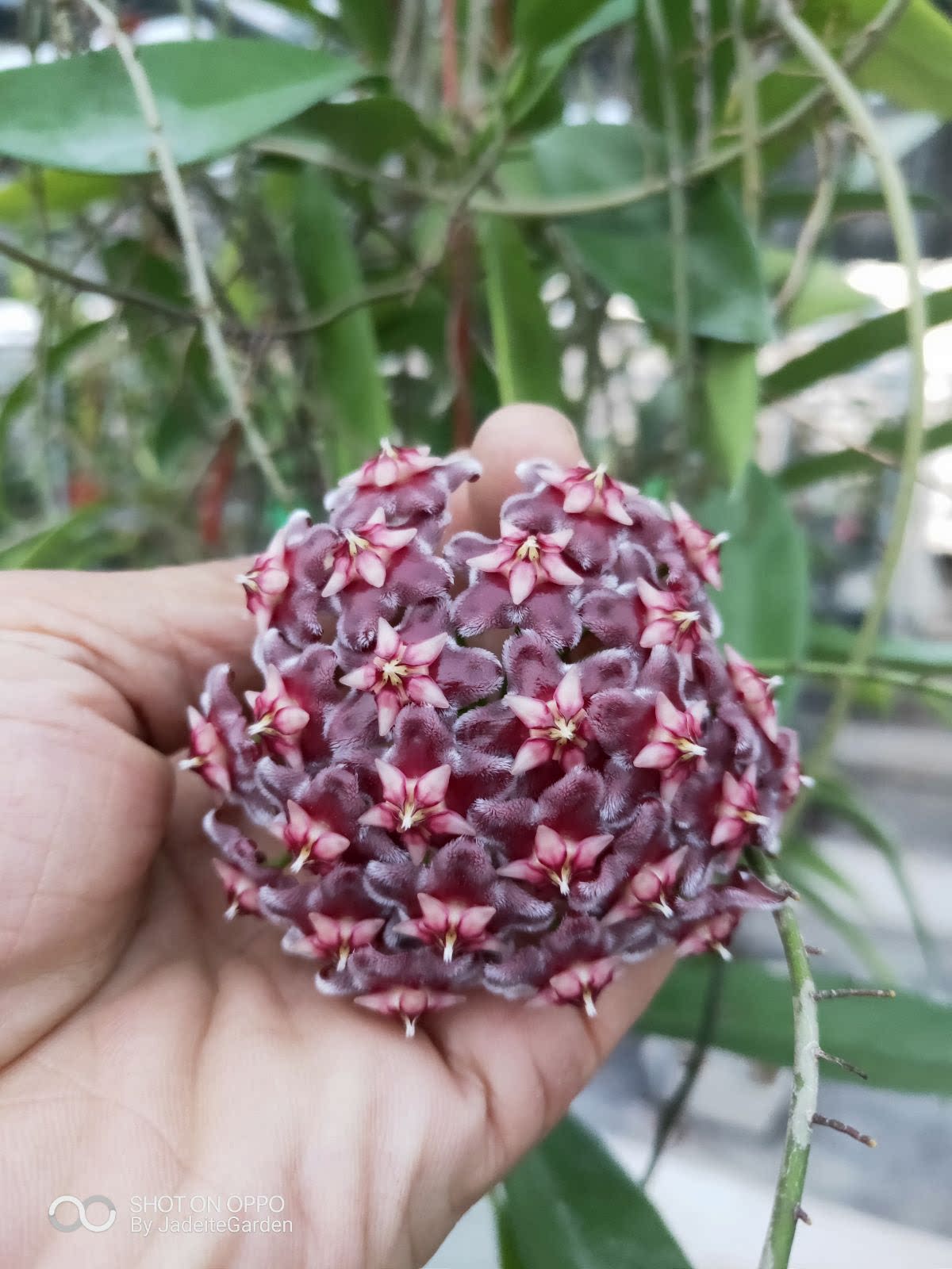 黑龙球兰（Hoya pubicalyx black dragon）小苗