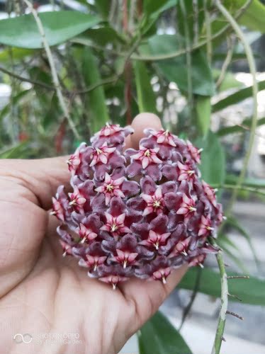 黑龙球兰（Hoya pubicalyx black dragon）小苗