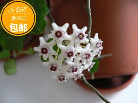 堪雅酷玛瑞球兰 hoya kanyakumarian